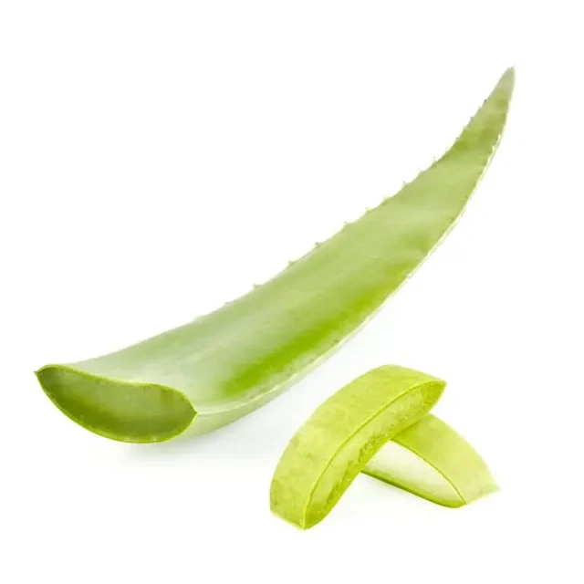 Aloe Vera Leaf