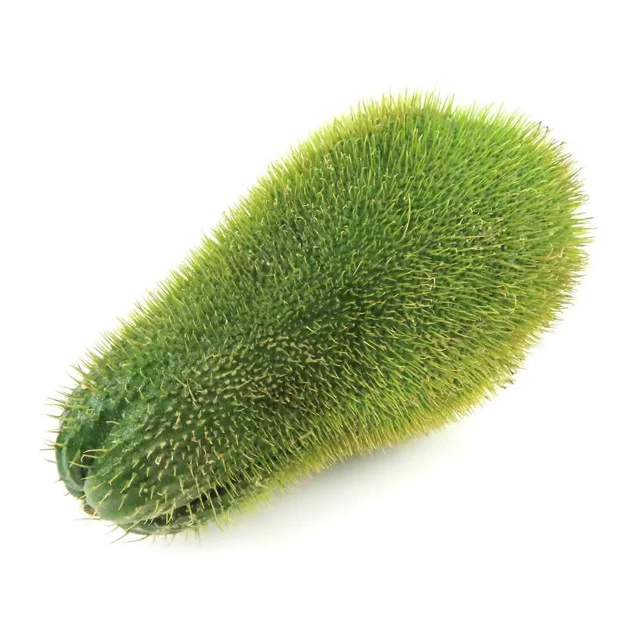 Spiny Chayote