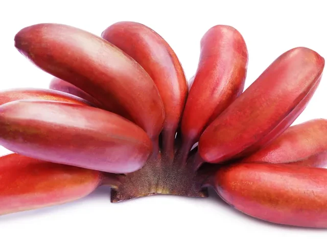 Red Bananas