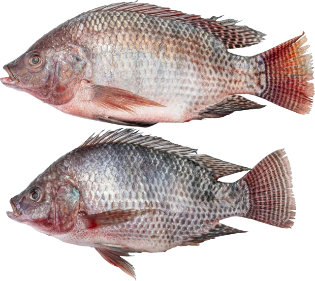 Whole Tilapia