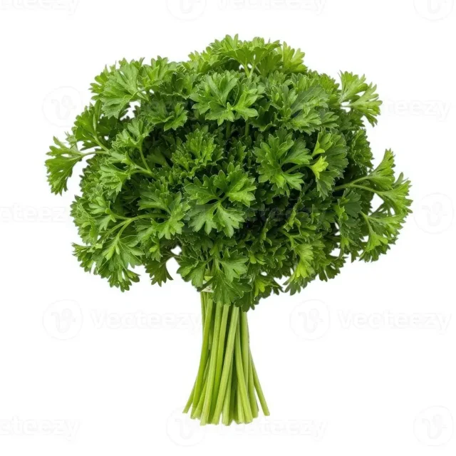 Cilantro